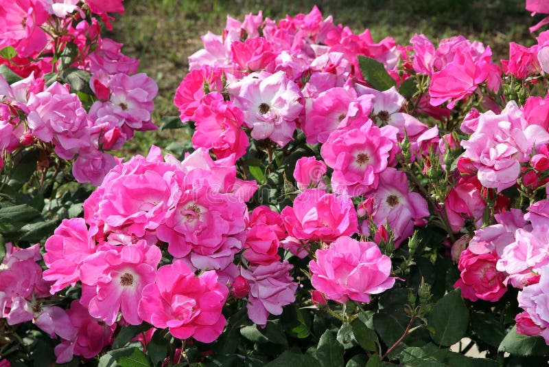 Fuchsia and Pink Roses in Full Bloom Stock Photo - Image of valentine ...