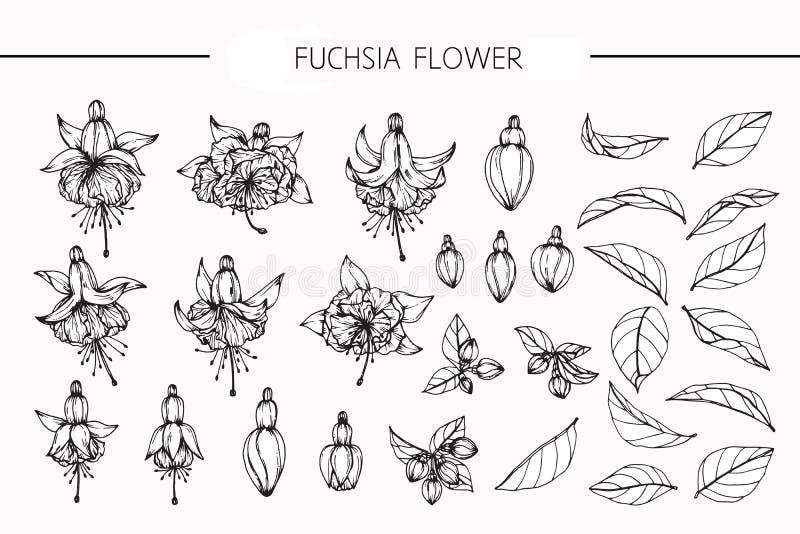 Fuchsian blommar teckningen och skissar med linje-konst