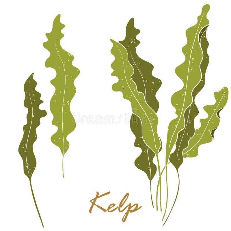 Fuco o Laminaria dell'alga Alghe dell'alimento verde isolate su fondo bianco illustrazione vettoriale Fuco o Laminaria dell'alga Alghe dell'alimento verde isolate su fondo bianco illustrazione vettoriale