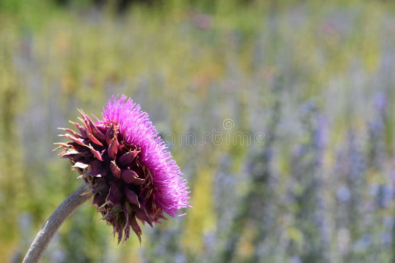Fucsia del fiore nel giardino fotografia stock libera da diritti Fucsia del fiore nel giardino fotografia stock libera da diritti