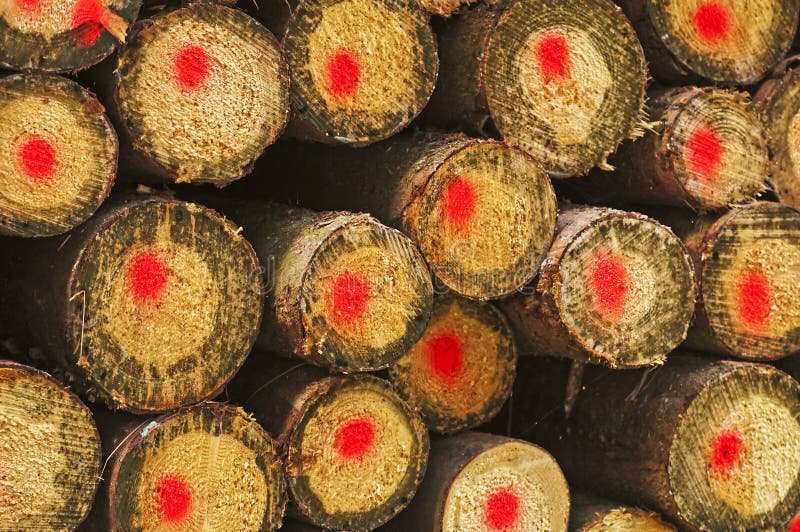 Fuelwood stock photo. Image of source, natural, renewable 24262134