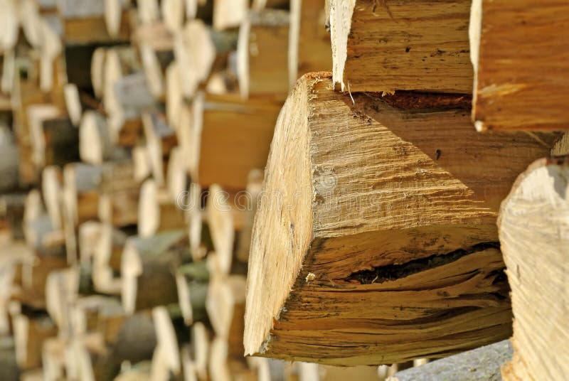 Fuelwood stock photo. Image of stock, fuel, forest, tree 24262134