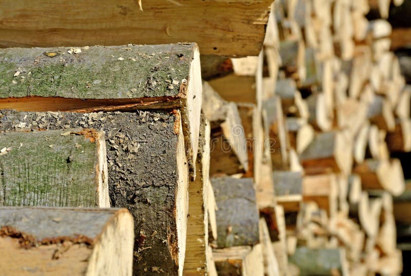 Fuelwood stock photo. Image of stock, fuel, forest, tree 24262134