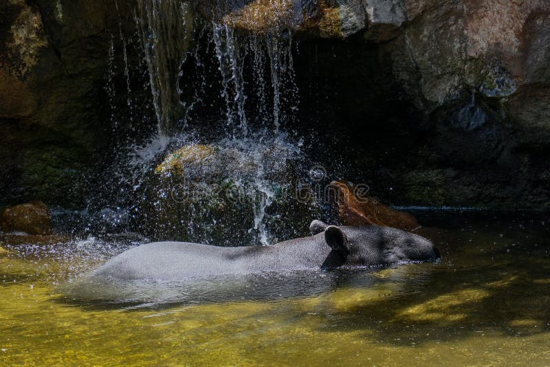 FUENGIROLA, ANDALUCIA/SPAIN - 4 JUILLET : Tapirus de tapir malais dedans photographie stock libre de droits FUENGIROLA, ANDALUCIA/SPAIN - 4 JUILLET : Tapirus de tapir malais dedans photographie stock libre de droits
