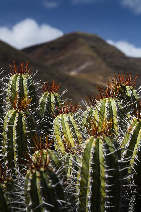 Salvaje creciente en en sur de isla en.