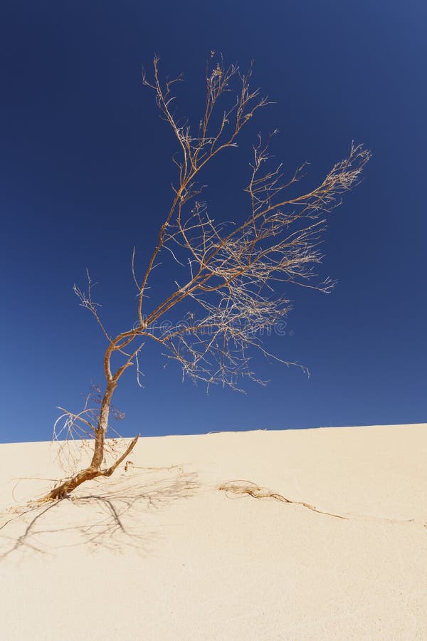 Fuerteventura, νησιά Cnary Fuerteventura, νησιά Cnary