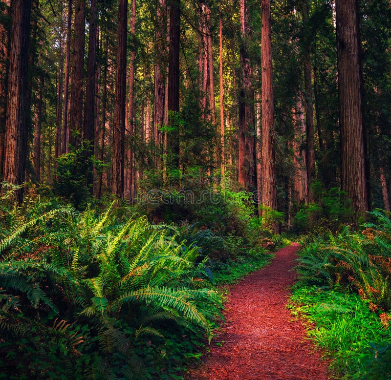 Fuga de caminhada através de uma floresta da sequoia vermelha em Califórnia do norte