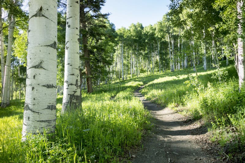 Fuga de caminhada bonita da montanha através de Aspen Trees de Vail Colorado