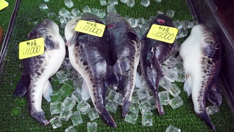 Fugu, pufferfish, de voorbereiding van de de sashimichef-kok van stekelvarkenvissen
