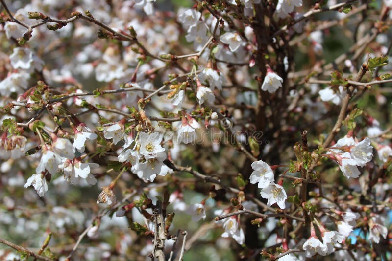 Mt.Fuji and Cherry Tree stock photo. Image of pink, japan 31516384