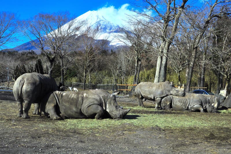 A group of rhinos bonding with each other in Fuji Safari park. One of the rhino is standing while closing its eyes such that its look like sleeping while standing. The picture has a spectacular Mount Fuji view in the background because the safari is at the foot of Mount Fuji. A group of rhinos bonding with each other in Fuji Safari park. One of the rhino is standing while closing its eyes such that its look like sleeping while standing. The picture has a spectacular Mount Fuji view in the background because the safari is at the foot of Mount Fuji