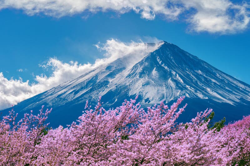 Fuji mountain and cherry blossoms in spring, Japan