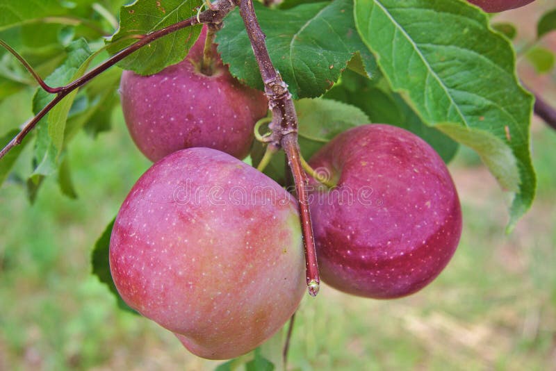 Fuji Red or Pink Apples on a Tree Stock Photo Image of crop, branch