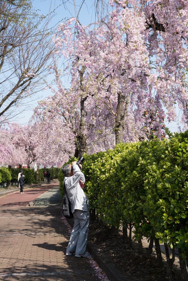FUKUSHIMA JAPONIA, APR, - 16,2016: Kamera mężczyzna bierze fotografii Płakać obrazy stock FUKUSHIMA JAPONIA, APR, - 16,2016: Kamera mężczyzna bierze fotografii Płakać obrazy stock