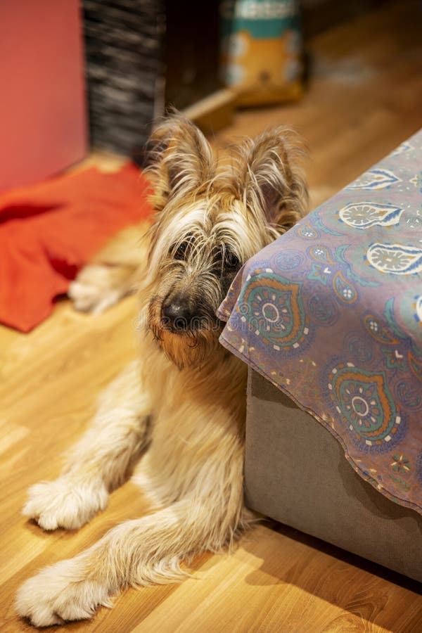 Ful fluffy-lekande hund arkivfoton