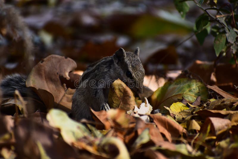 Naughty Indian palm squirrel. The squirrel is about 6 to 7.8 inches long, and its body is just a bit longer than its bushy tail. It has a gray-brown back with the diagnostic three stripes. Interestingly, these stripes can even be seen on newborn squirrels even before they grow fur. Naughty Indian palm squirrel. The squirrel is about 6 to 7.8 inches long, and its body is just a bit longer than its bushy tail. It has a gray-brown back with the diagnostic three stripes. Interestingly, these stripes can even be seen on newborn squirrels even before they grow fur.