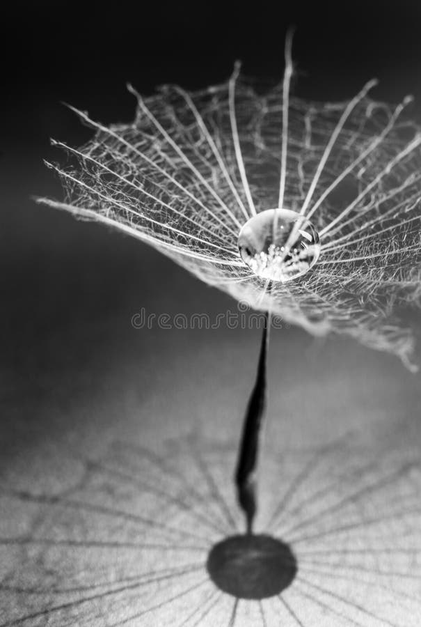 De diente de león semilla a Agua gotas en blanco y negro.