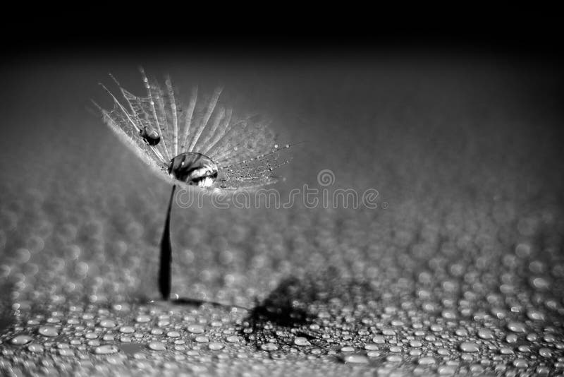 Fulff of dandelion seed and water drops detail in black and white. Fulff of dandelion seed and water drops detail in black and white