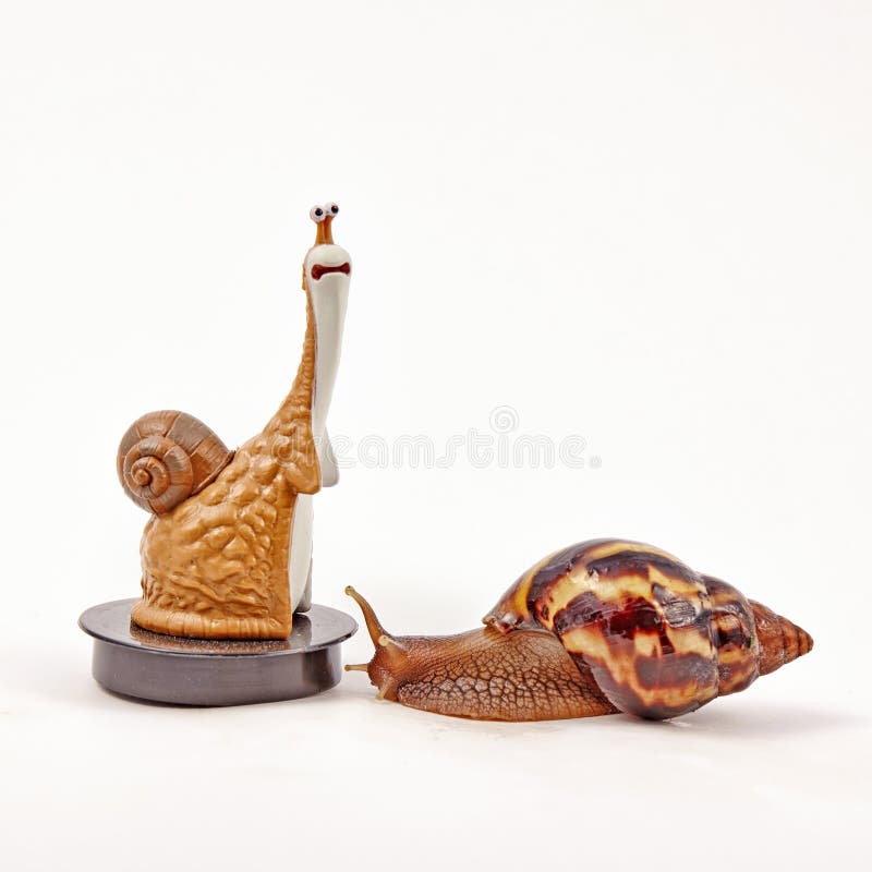 Fulica de Achatina del caracol en el fondo blanco imagen de archivo libre de regalías Fulica de Achatina del caracol en el fondo blanco imagen de archivo libre de regalías