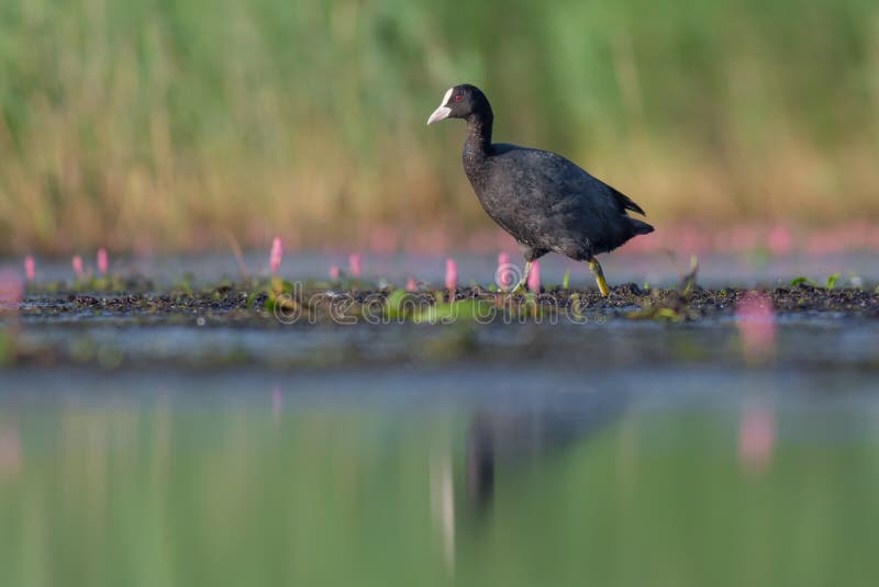 fulica för atracooteurasian arkivbild fulica för atracooteurasian arkivbild
