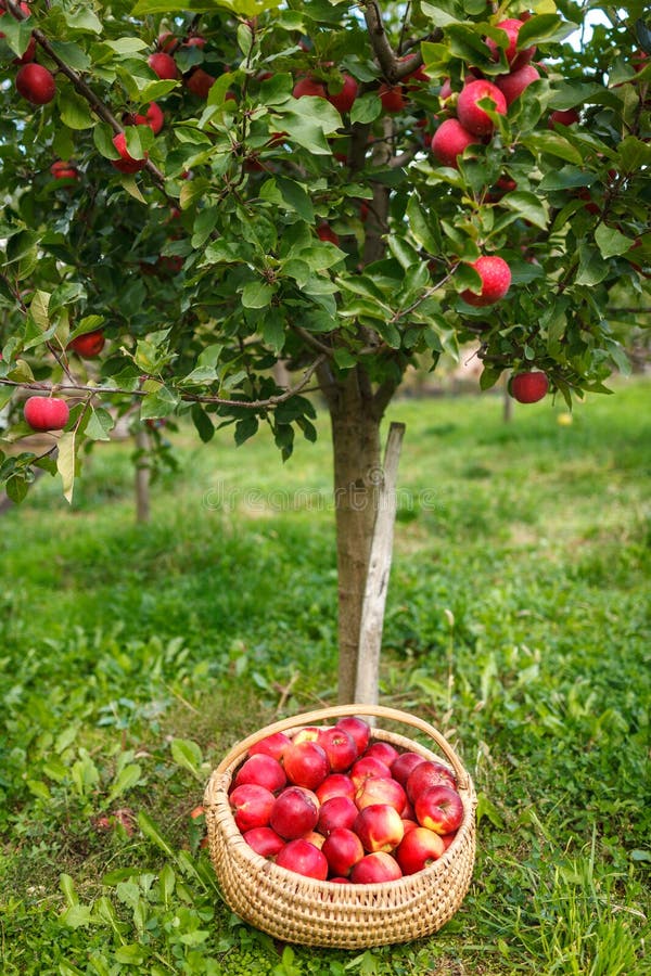 Full Basket Near Apple Tree Stock Photo Image of harvest, food 85225228