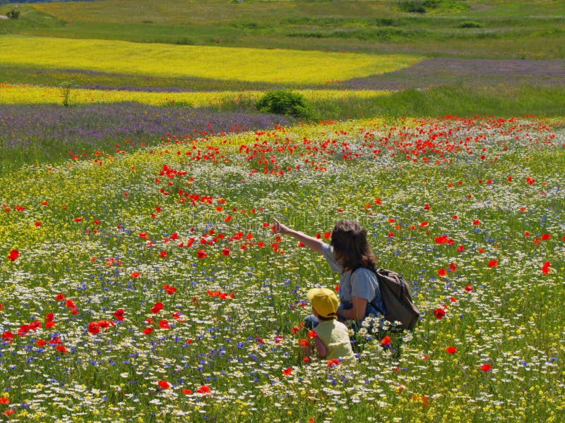 Two beautiful foals stock image. Image of horses, beautiful 14573483