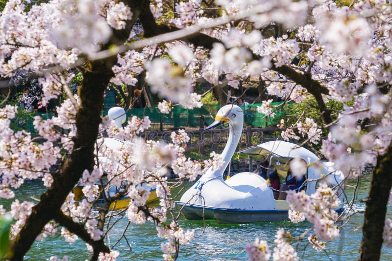 Full bloom of the cherry tree and the duck boat Inokashira Park