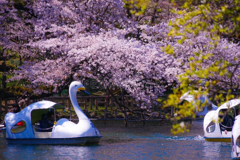 Full bloom of the cherry tree and the duck boat Inokashira Park