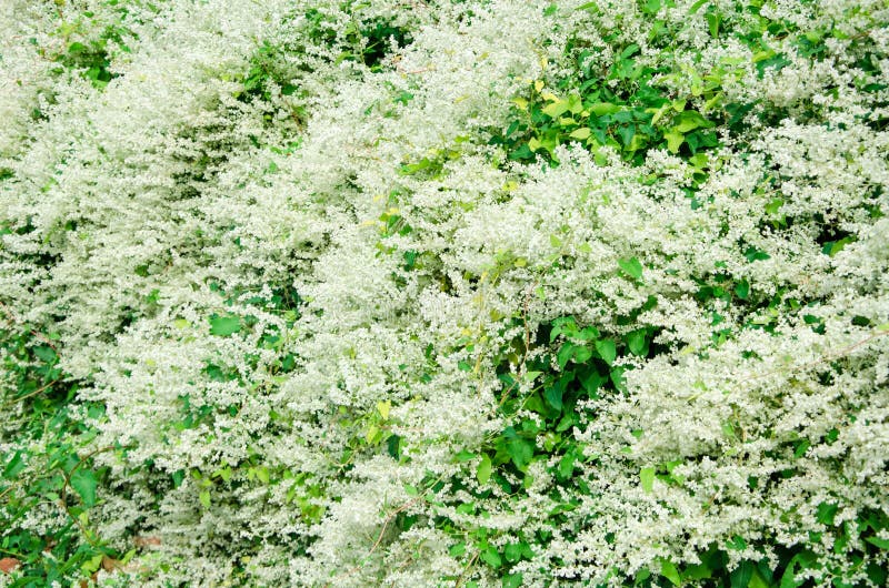 Full Bloom Creeper Plant Fallopia with White Flowers and Green Leaf