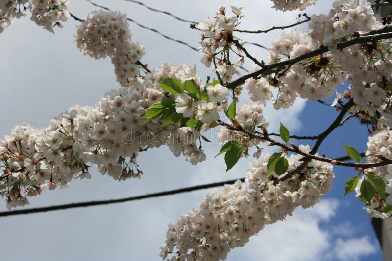 Full Bloom Japanese Cherry Blossoms and Sky Stock Photo Image of