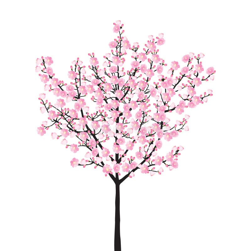 Full bloom pink sakura tree,  vintage Cherry blossom black wood isolated on white background, flower branch backdrop.