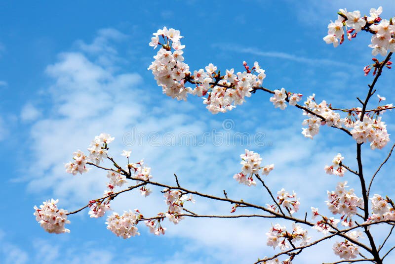 1,921,414 Flower Tree Stock Photos - Free & Royalty-Free Stock Photos from  Dreamstime