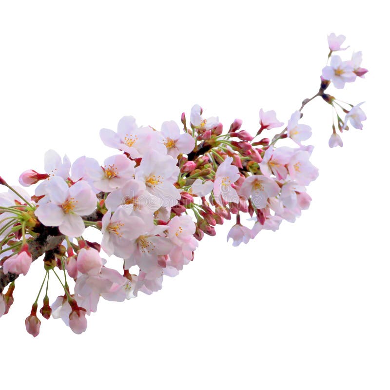 1,921,414 Flower Tree Stock Photos - Free & Royalty-Free Stock Photos from  Dreamstime