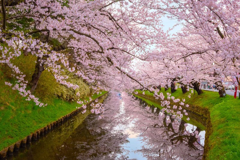 Full Bloom Sakura at Hirosaki Parkin Japan Stock Image - Image of ...
