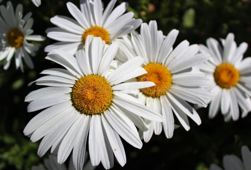 Full Bloom Shasta Daisies in Mid Summer Stock Photo - Image of life ...