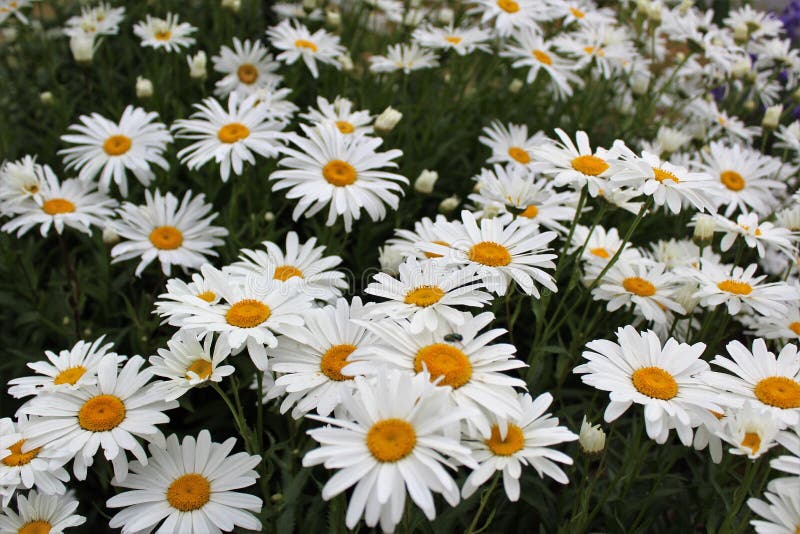 Full Bloom Shasta Daisies in Mid Summer. Stock Image - Image of foliage ...