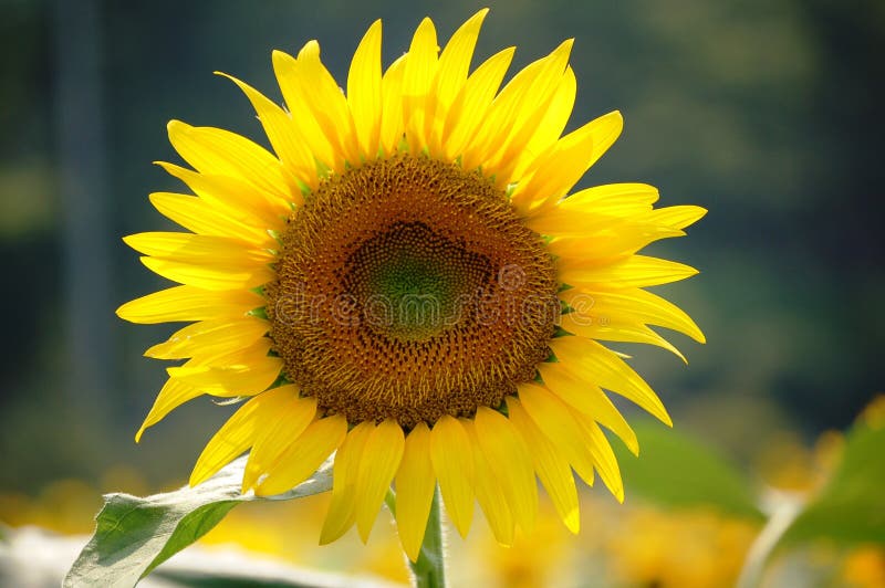 Full bloom sun flower