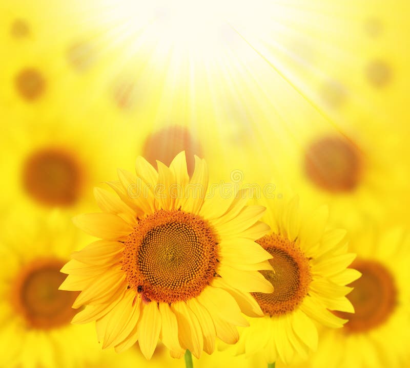 Full bloom sunflowers backlit by sun in a garden