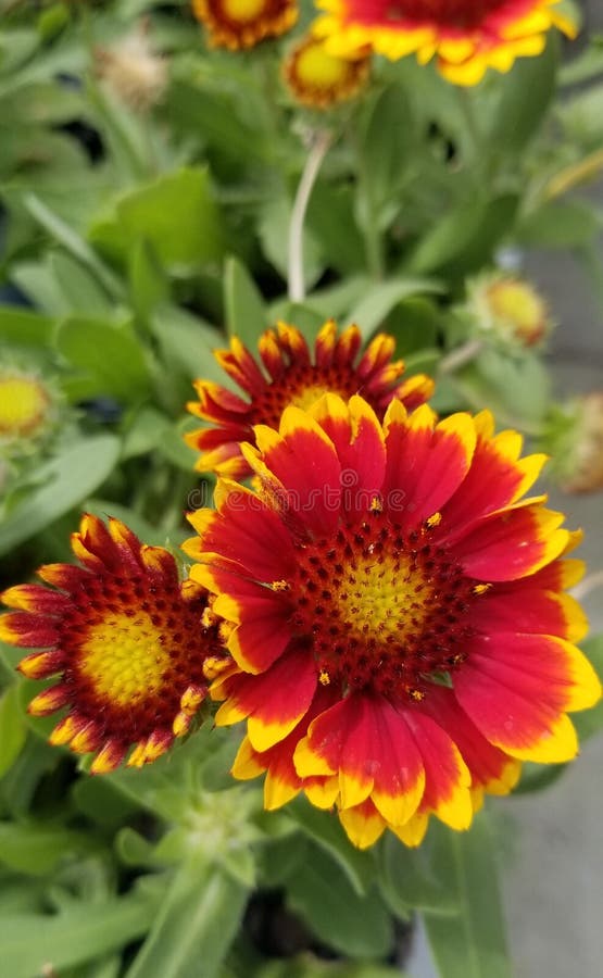 Full Blooming Multi Colored Daisies Stock Photo Image of ideas