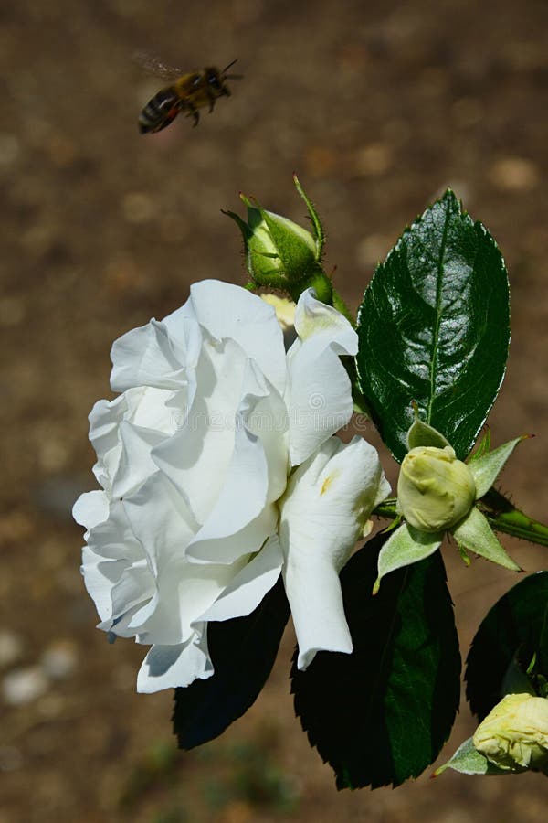 Full blossoming white flower and three buds of rose White Tausendschon, Paul 1913, flying western honey bee Apis Mellifera in back royalty free stock images