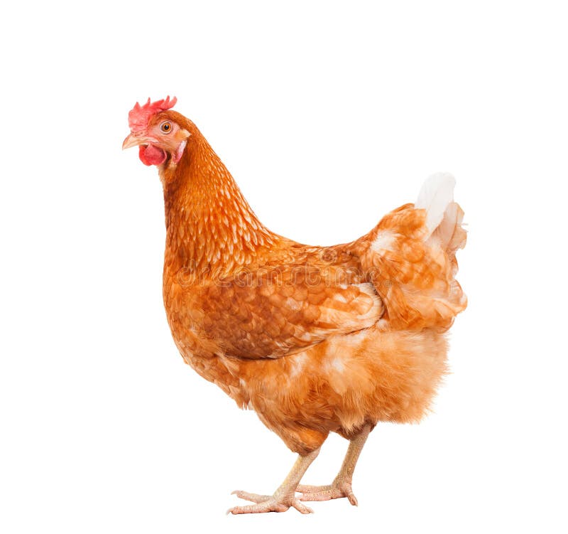 Plné tělo hnědé kuře slepice stojící izolované bílé pozadí použít pro hospodářská zvířata a živočišné téma.