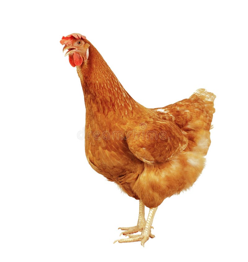 Full body of brown chicken hen standing isolated white background use for farm animals and livestock theme