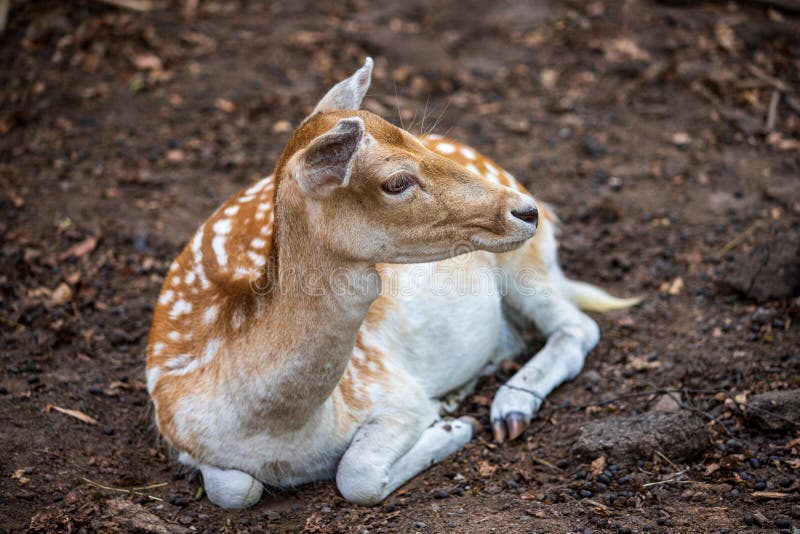 Full Body of Female Fallow Deer Dama, Dama in the Forest Stock Image ...