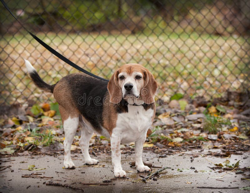 Full body of plump senior beagle dog on a leash looking towards royalty free stock photo Full body of plump senior beagle dog on a leash looking towards royalty free stock photo