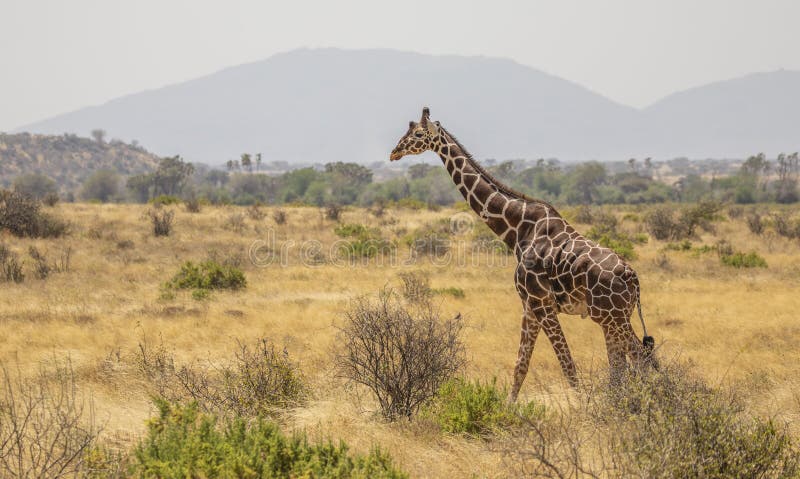 Full Body Portrait of reticulated giraffe, Giraffa camelopardalis reticulata, walking in northern Kenya savannah landscape royalty free stock image Full Body Portrait of reticulated giraffe, Giraffa camelopardalis reticulata, walking in northern Kenya savannah landscape royalty free stock image
