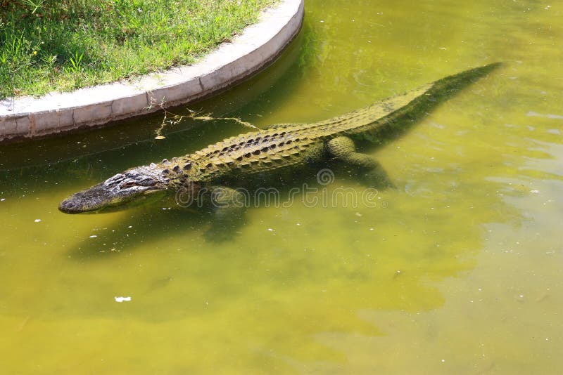 Full body shot of a Crocodile in water