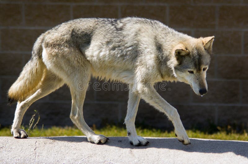 Full Body Timber Wolf