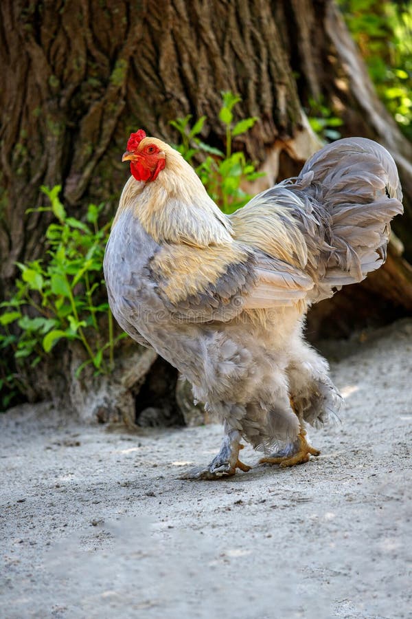 Full Body of Yellow-grey Rooster Brahma Chicken on the Farm Stock