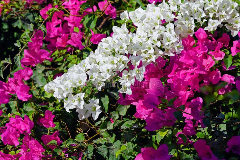 Full bougainvillea för färg som är vit och som är rosa i Oia, Cyclades arkivfoton Full bougainvillea för färg som är vit och som är rosa i Oia, Cyclades arkivfoton