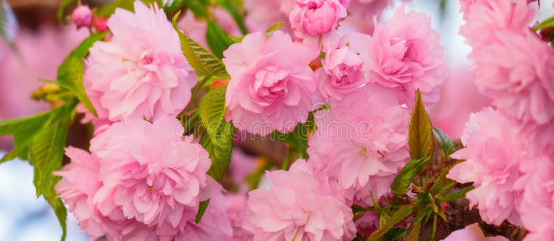 Full Cherry Blossom Closeup Stock Image Image of gentle, bright
